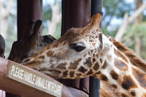 Giraffe Sanctuary